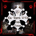 Chatterie En Terra d'Oc - Chat de Race Maine Coon - LOOF